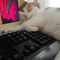Tekir Kedi, Kedi  Fındık fotoğrafı