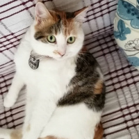 Tekir Kedi, Kedi  Fındık fotoğrafı