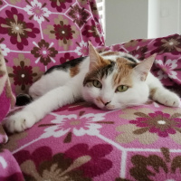 Tekir Kedi, Kedi  Fındık fotoğrafı