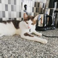 Tekir Kedi, Kedi  Çay fotoğrafı