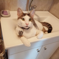 Tekir Kedi, Kedi  Çay fotoğrafı