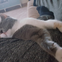 Tekir Kedi, Kedi  Tarçın fotoğrafı