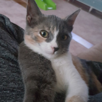 Tekir Kedi, Kedi  Tarçın fotoğrafı
