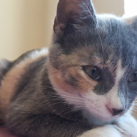 Tekir Kedi, Kedi  Tarçın fotoğrafı