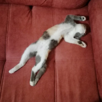 Tekir Kedi, Kedi  Tarçın fotoğrafı