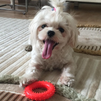 Maltese, Köpek  Hera fotoğrafı