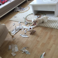 Maltese, Köpek  Hera fotoğrafı