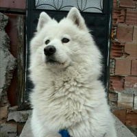 Samoyed, Köpek  Leydi fotoğrafı