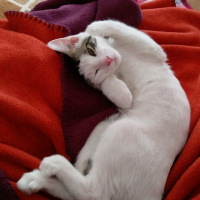 Tekir Kedi, Kedi  Kar fotoğrafı