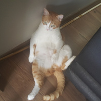 Sarman, Kedi  Hachi fotoğrafı