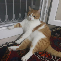 Sarman, Kedi  Hachi fotoğrafı