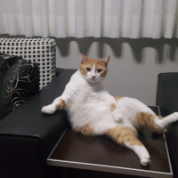 Sarman, Kedi  Hachi fotoğrafı