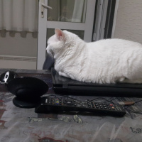 Ankara Kedisi, Kedi  Kontes fotoğrafı