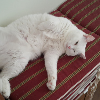 Ankara Kedisi, Kedi  Kontes fotoğrafı