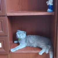 Scottish Fold, Kedi  Bingo fotoğrafı