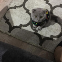 Scottish Fold, Kedi  Bingo fotoğrafı