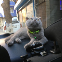 Scottish Fold, Kedi  Bingo fotoğrafı