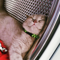 Scottish Fold, Kedi  Bingo fotoğrafı