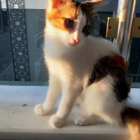 Tekir Kedi, Kedi  Minnak fotoğrafı