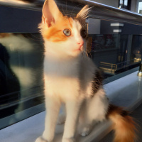 Tekir Kedi, Kedi  Minnak fotoğrafı