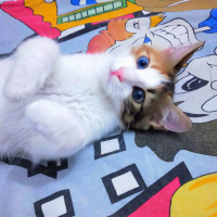 Tekir Kedi, Kedi  Minnak fotoğrafı