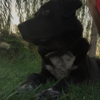 Labrador Retriever, Köpek  Zeytin fotoğrafı