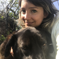 Labrador Retriever, Köpek  Zeytin fotoğrafı