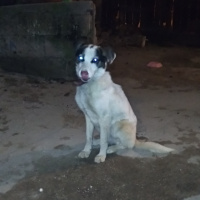 Labrador Retriever, Köpek  Pamuk fotoğrafı