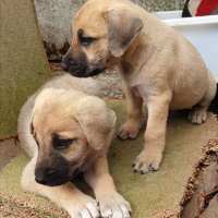 Sokö (Sokak Köpeği), Köpek  Şimdilik bir kazı evindeler yuva arıyorlarrr fotoğrafı