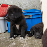 Sokö (Sokak Köpeği), Köpek  Şimdilik bir kazı evindeler yuva arıyorlarrr fotoğrafı