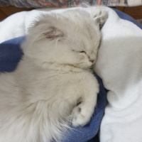 Scottish Fold, Kedi  Bulut fotoğrafı
