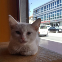Ankara Kedisi, Kedi  Zeliş fotoğrafı