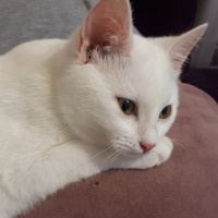Ankara Kedisi, Kedi  Zeliş fotoğrafı
