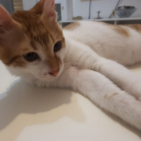 Tekir Kedi, Kedi  Civan fotoğrafı