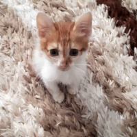 Tekir Kedi, Kedi  Civan fotoğrafı