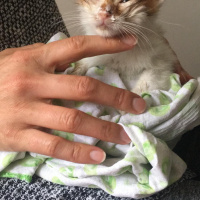 Tekir Kedi, Kedi  Civan fotoğrafı