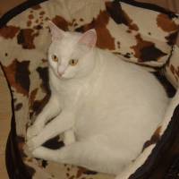 Ankara Kedisi, Kedi  Kokoş fotoğrafı