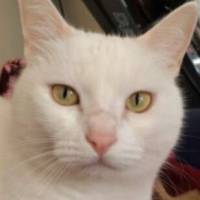 Ankara Kedisi, Kedi  Kokoş fotoğrafı