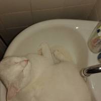 Ankara Kedisi, Kedi  Kokoş fotoğrafı