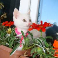 Ankara Kedisi, Kedi  Kokoş fotoğrafı