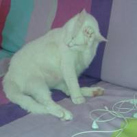 Ankara Kedisi, Kedi  Kokoş fotoğrafı