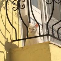 Ankara Kedisi, Kedi  Kokoş fotoğrafı