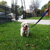 Maltese, Köpek  Bonnie fotoğrafı