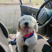 Maltese, Köpek  Bonnie fotoğrafı