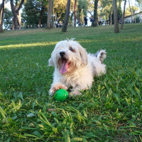 Maltese, Köpek  Bonnie fotoğrafı