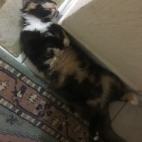 Tekir Kedi, Kedi  Mete fotoğrafı