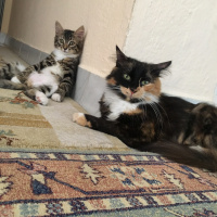 Tekir Kedi, Kedi  Mete fotoğrafı