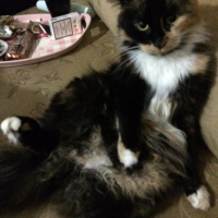 Tekir Kedi, Kedi  Mete fotoğrafı