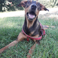 Sokö (Sokak Köpeği), Köpek  Scooby fotoğrafı