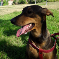Sokö (Sokak Köpeği), Köpek  Scooby fotoğrafı